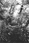 foret6v.jpg